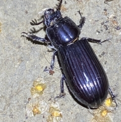 Aulacocyclus edentulus at Numeralla, NSW - 30 Jan 2022