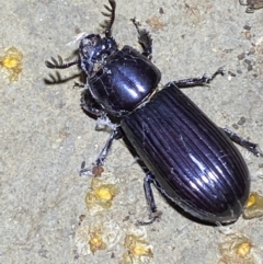 Aulacocyclus edentulus at Numeralla, NSW - suppressed