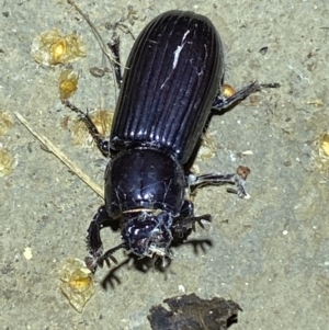 Aulacocyclus edentulus at Numeralla, NSW - 30 Jan 2022