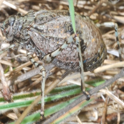 Acripeza reticulata (Mountain Katydid) at Paddys River, ACT - 28 Jan 2022 by Harrisi