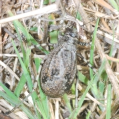 Acripeza reticulata at Paddys River, ACT - 28 Jan 2022