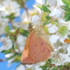 Timoconia flammeata (Bright Shield-skipper) at Paddys River, ACT - 28 Jan 2022 by Harrisi