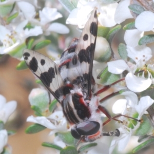 Pelecorhynchus nigripennis at Paddys River, ACT - 28 Jan 2022