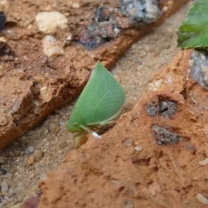 Siphanta acuta at McKellar, ACT - 29 Jan 2022