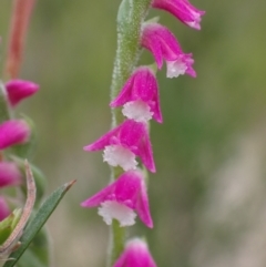 Spiranthes australis (Austral Ladies Tresses) at Jedbinbilla - 28 Jan 2022 by AnneG1