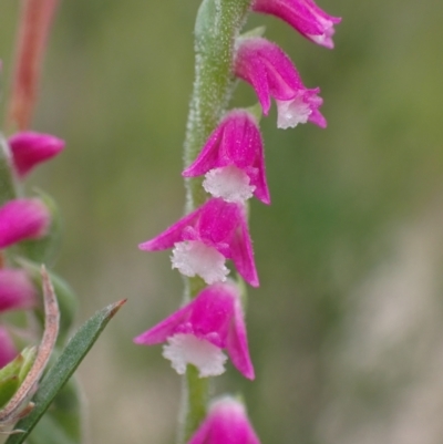 Spiranthes australis (Austral Ladies Tresses) at Paddys River, ACT - 28 Jan 2022 by AnneG1