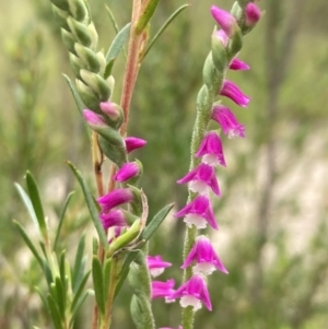 Spiranthes australis at Paddys River, ACT - 28 Jan 2022