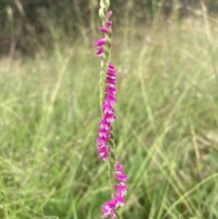 Spiranthes australis (Austral Ladies Tresses) at Paddys River, ACT - 28 Jan 2022 by AnneG1