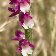 Spiranthes australis at Paddys River, ACT - suppressed