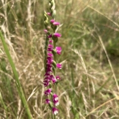 Spiranthes australis at Paddys River, ACT - suppressed