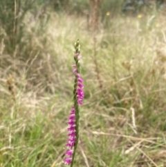 Spiranthes australis at Paddys River, ACT - suppressed