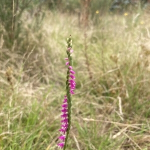 Spiranthes australis at Paddys River, ACT - suppressed