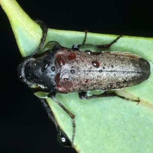 Euctenia sp. (genus) at Ainslie, ACT - 29 Jan 2022