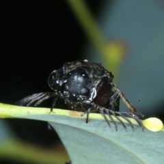 Euctenia sp. (genus) at Ainslie, ACT - 29 Jan 2022