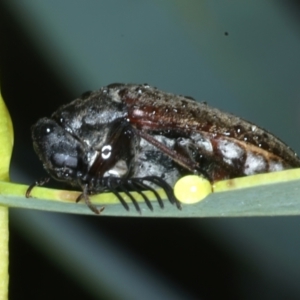 Euctenia sp. (genus) at Ainslie, ACT - 29 Jan 2022