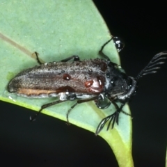 Euctenia sp. (genus) at Ainslie, ACT - 29 Jan 2022