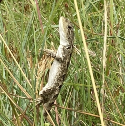 Amphibolurus muricatus (Jacky Lizard) at Tidbinbilla Nature Reserve - 28 Jan 2022 by AnneG1