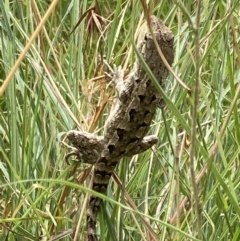 Amphibolurus muricatus at Paddys River, ACT - 28 Jan 2022 02:45 PM