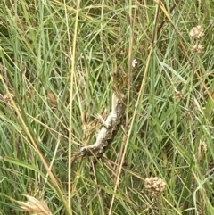 Amphibolurus muricatus at Paddys River, ACT - 28 Jan 2022 02:45 PM