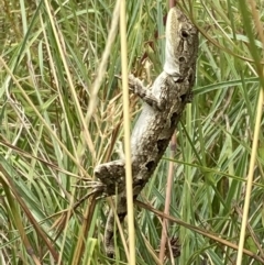 Amphibolurus muricatus at Paddys River, ACT - 28 Jan 2022 02:45 PM