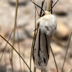 Aloa marginata (Donovan's Tiger Moth) at Jerrabomberra, ACT - 27 Jan 2022 by AnneG1