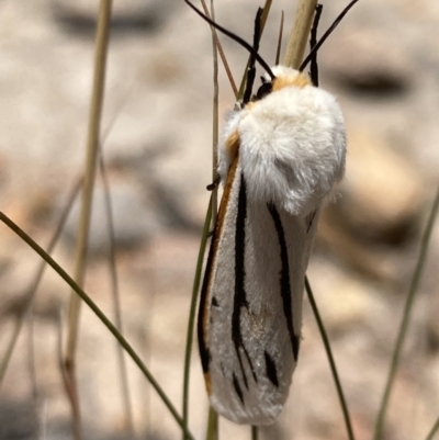 Aloa marginata (Donovan's Tiger Moth) at Jerrabomberra, ACT - 27 Jan 2022 by AnneG1