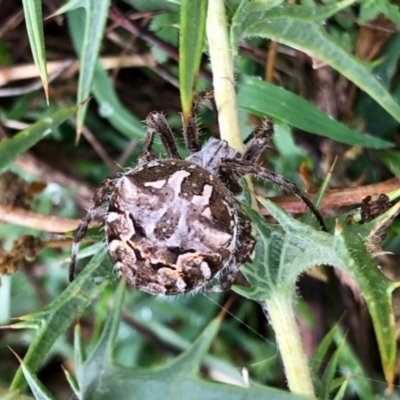 Backobourkia sp. (genus) (An orb weaver) at Molonglo Valley, ACT - 29 Jan 2022 by KMcCue