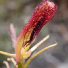 Cryptostylis hunteriana (Leafless Tongue Orchid) at Jerrawangala, NSW - 24 Jan 2022 by AnneG1