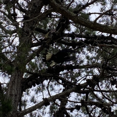 Zanda funerea (Yellow-tailed Black-Cockatoo) at Mogareeka, NSW - 29 Jan 2022 by jks