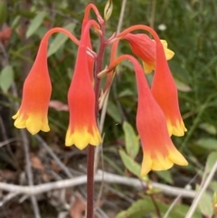 Blandfordia nobilis (Christmas Bells) at Jerrawangala, NSW - 24 Jan 2022 by AnneG1