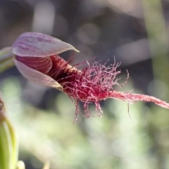 Calochilus sp. (A Beard Orchid) at Vincentia, NSW - 23 Jan 2022 by AnneG1