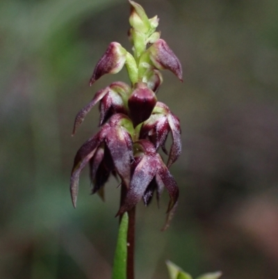 Corunastylis woollsii (Dark Midge Orchid) at Yerriyong, NSW - 23 Jan 2022 by AnneG1