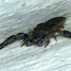 Haplochernes sp. (genus) at Ainslie, ACT - 29 Jan 2022