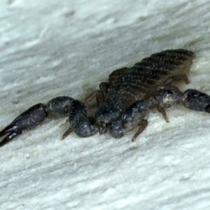 Haplochernes sp. (genus) at Ainslie, ACT - 29 Jan 2022 05:37 PM