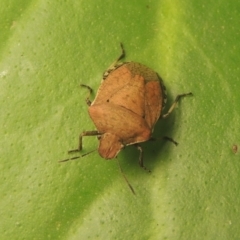 Dictyotus conspicuus (A shield or stink bug) at Pollinator-friendly garden Conder - 26 Nov 2021 by michaelb