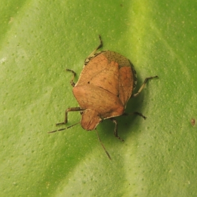 Dictyotus conspicuus (A shield or stink bug) at Pollinator-friendly garden Conder - 26 Nov 2021 by michaelb