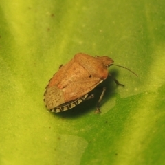 Dictyotus conspicuus at Conder, ACT - 27 Nov 2021