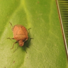 Dictyotus conspicuus at Conder, ACT - 27 Nov 2021