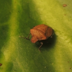 Dictyotus conspicuus at Conder, ACT - 27 Nov 2021