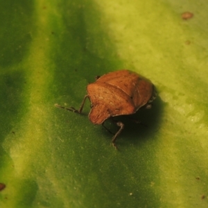 Dictyotus conspicuus at Conder, ACT - 27 Nov 2021