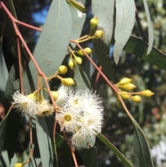 Eucalyptus melliodora (Yellow Box) at Conder, ACT - 29 Nov 2021 by michaelb