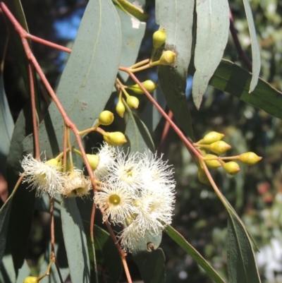 Eucalyptus melliodora (Yellow Box) at Conder, ACT - 29 Nov 2021 by michaelb