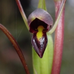 Orthoceras strictum (Horned Orchid) at Jerrawangala, NSW - 24 Jan 2022 by AnneG1