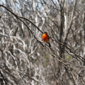 Petroica phoenicea at Cotter River, ACT - 27 Jan 2022 02:33 PM