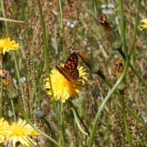 Oreixenica correae at Cotter River, ACT - 27 Jan 2022