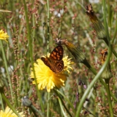 Oreixenica correae at Cotter River, ACT - 27 Jan 2022