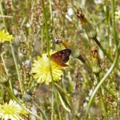 Oreixenica correae at Cotter River, ACT - 27 Jan 2022