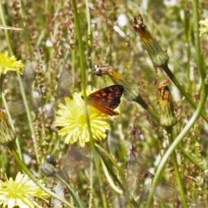 Oreixenica correae at Cotter River, ACT - 27 Jan 2022