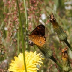 Oreixenica correae at Cotter River, ACT - 27 Jan 2022