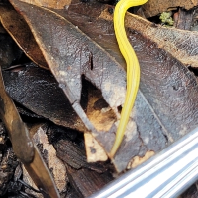 Caenoplana sulphurea (A Flatworm) at Tinderry, NSW - 30 Jan 2022 by TinderryJulie